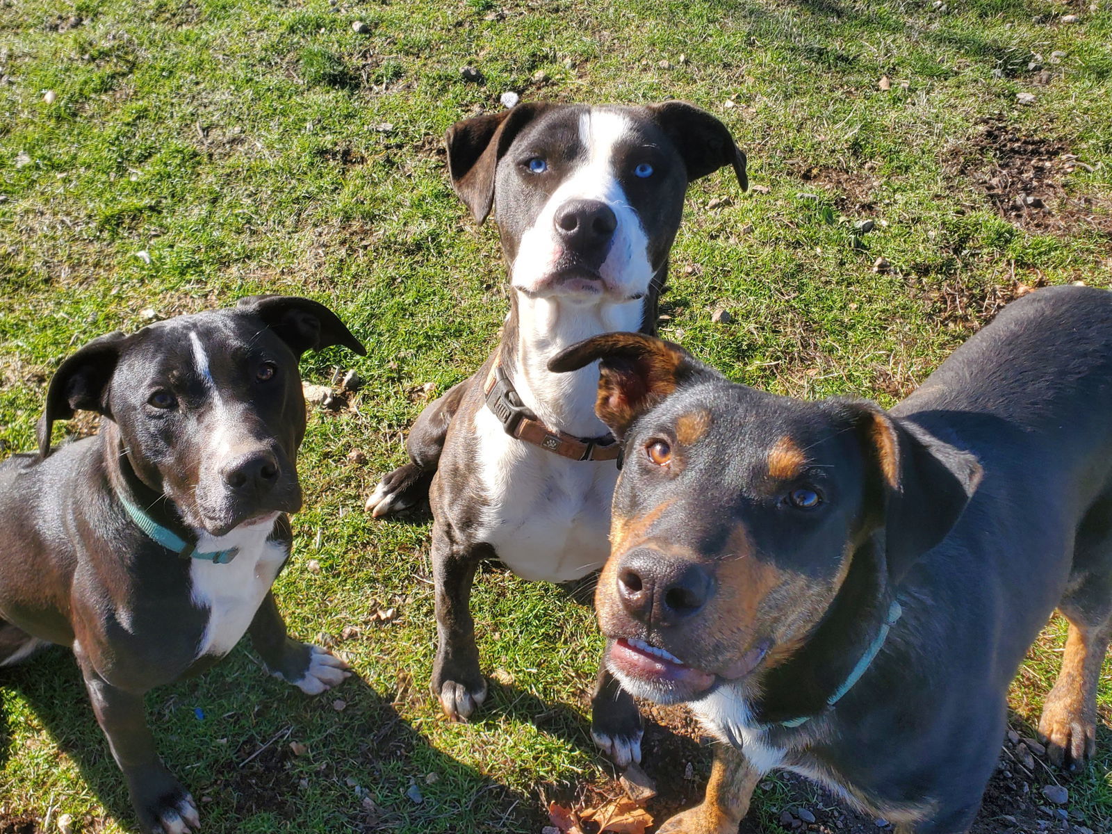 Miya, an adoptable Pit Bull Terrier, Rhodesian Ridgeback in Yreka, CA, 96097 | Photo Image 3