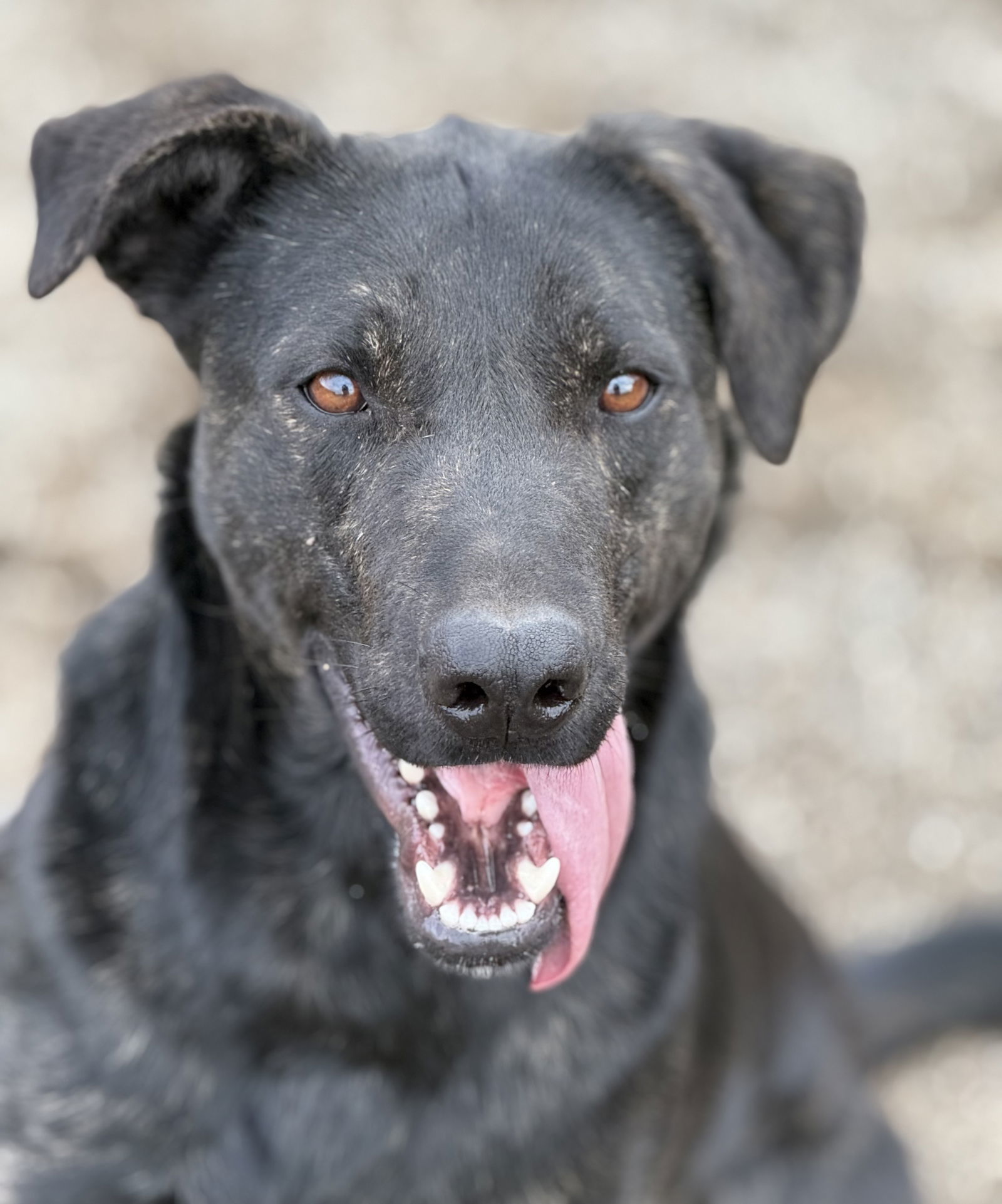Rocket, an adoptable Labrador Retriever, Shepherd in Yreka, CA, 96097 | Photo Image 1