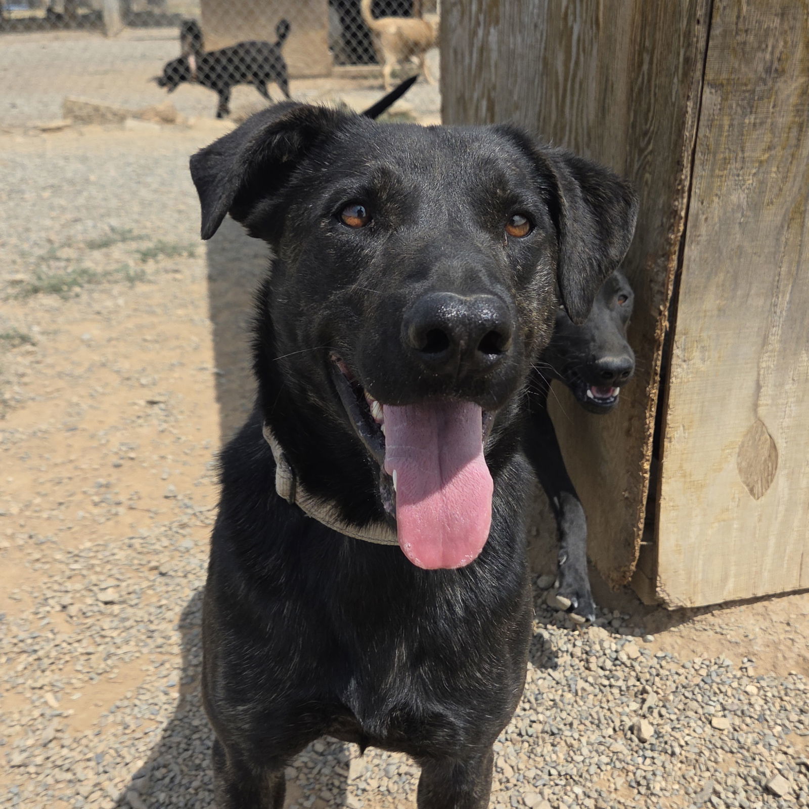 Rocket, an adoptable Labrador Retriever, Shepherd in Yreka, CA, 96097 | Photo Image 1