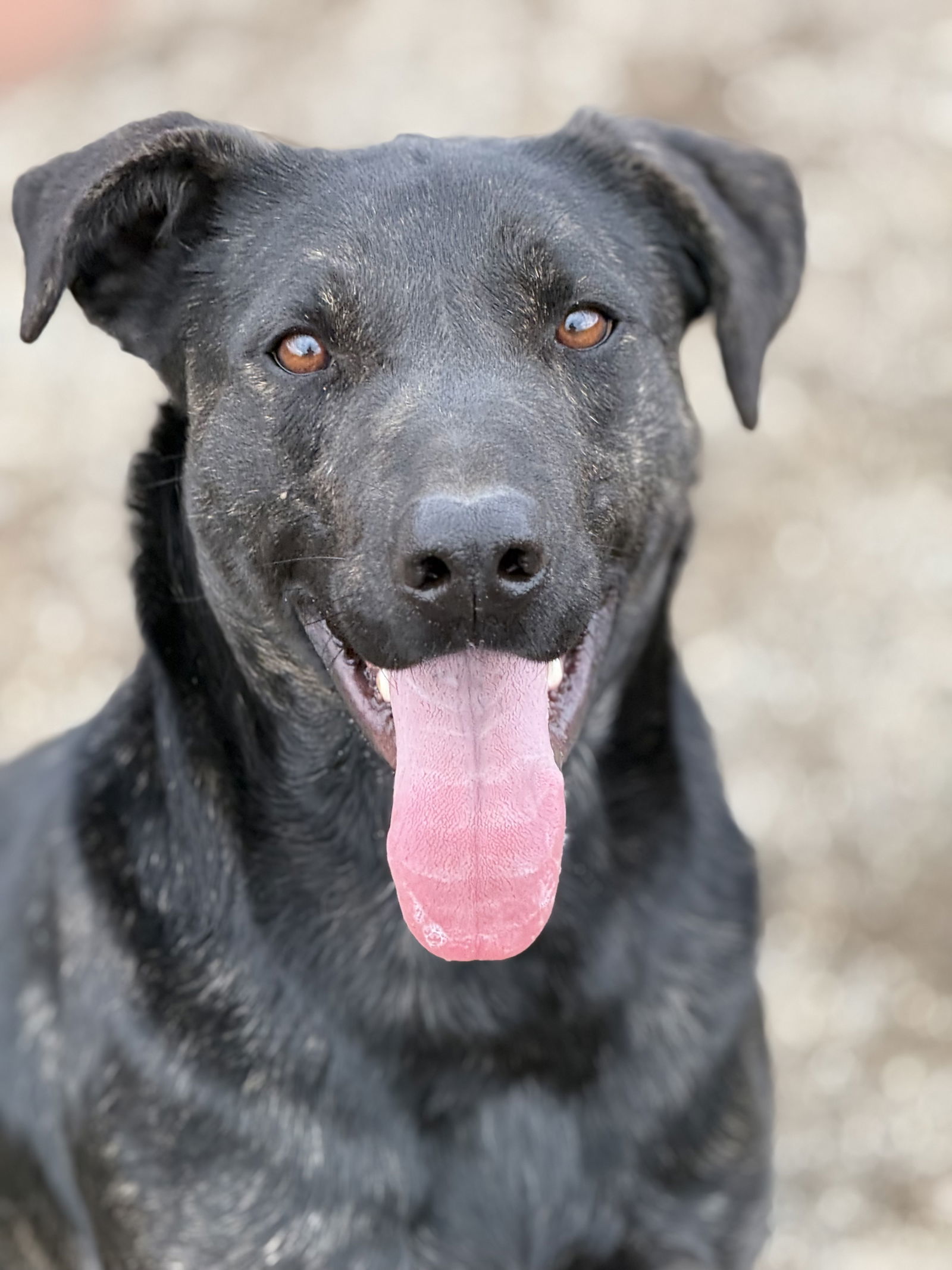 Rocket, an adoptable Labrador Retriever, Shepherd in Yreka, CA, 96097 | Photo Image 2