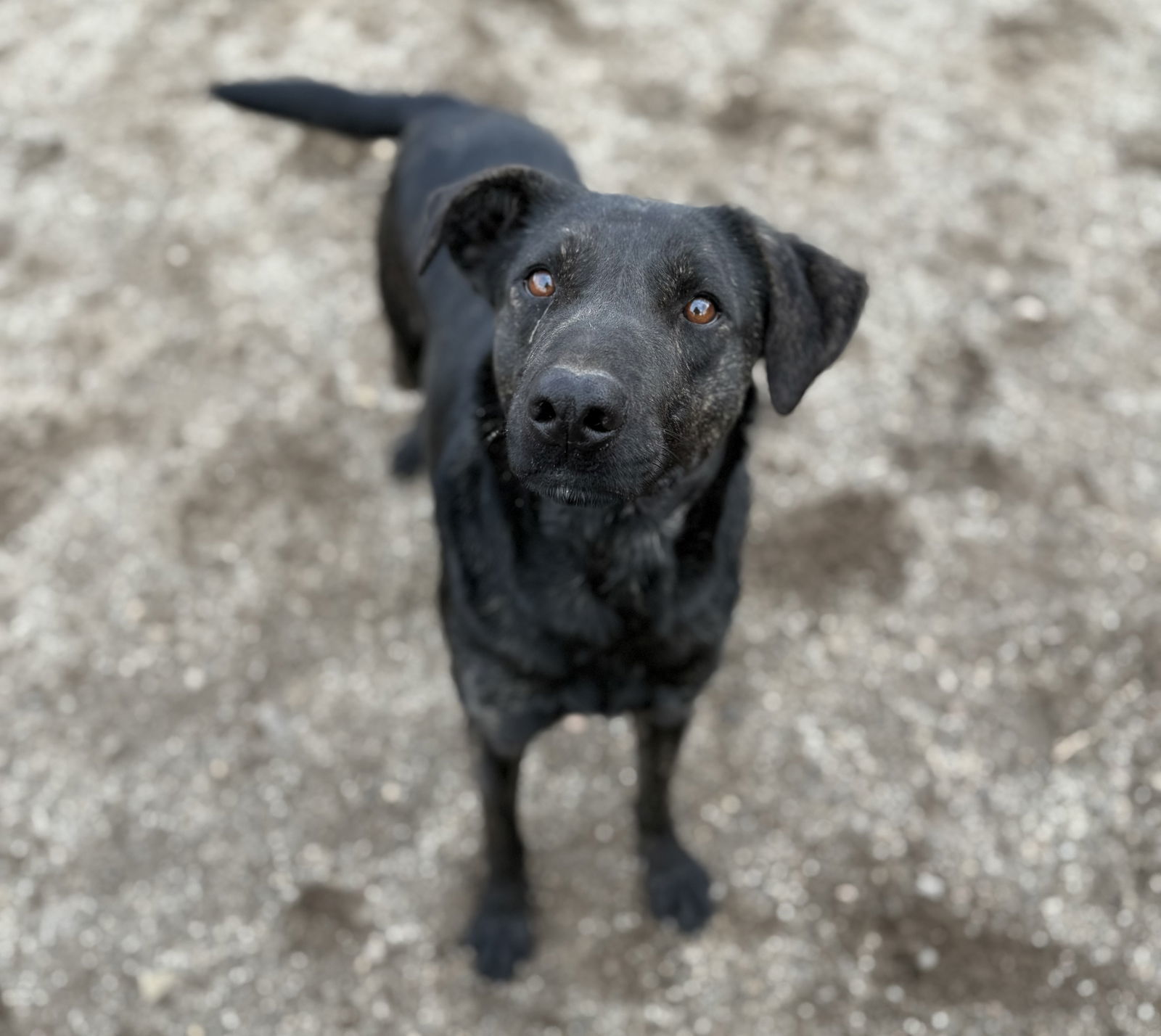 Rocket, an adoptable Labrador Retriever, Shepherd in Yreka, CA, 96097 | Photo Image 3