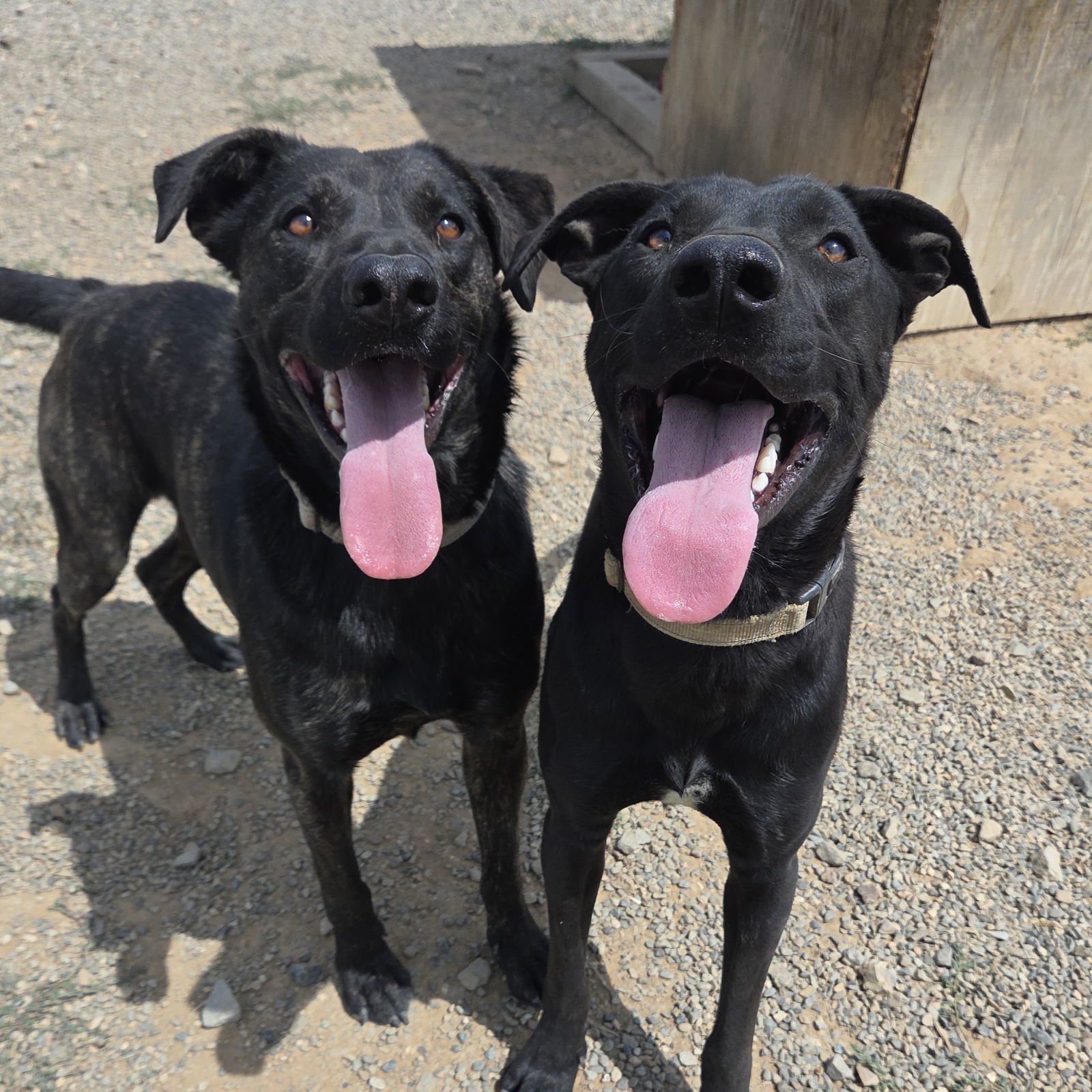 Rocket, an adoptable Labrador Retriever, Shepherd in Yreka, CA, 96097 | Photo Image 3