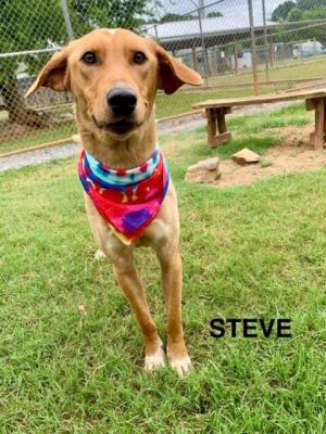 Steve is that one dog with personality plus that everybody remembers Hes one year old and a lanky 