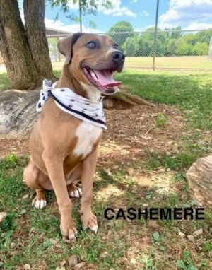 Cashmere is a young on-year-old Hound mix pup She was fond in the Old Chilhowee Rd area and brought