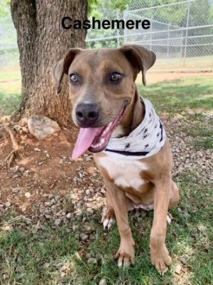 Cashmere is a young on-year-old Hound mix pup She was fond in the Old Chilhowee Rd area and brought