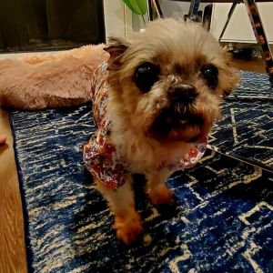 Hello my name is Sophie and Im estimated to be around 12 years old I was rescued by CAMO in