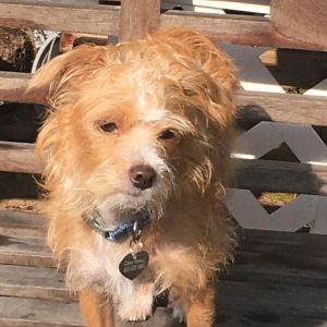 Looking for a fun goofy buddy Come and meet Fiji aka Fidget always on the move - a bundle of