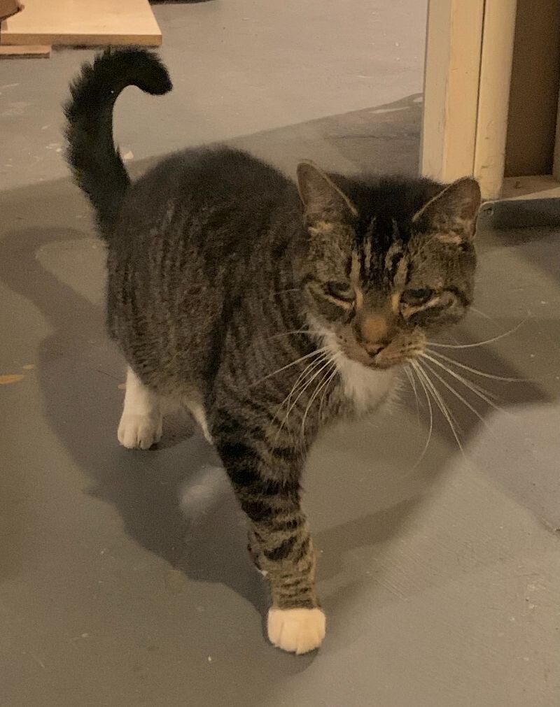 Mittens