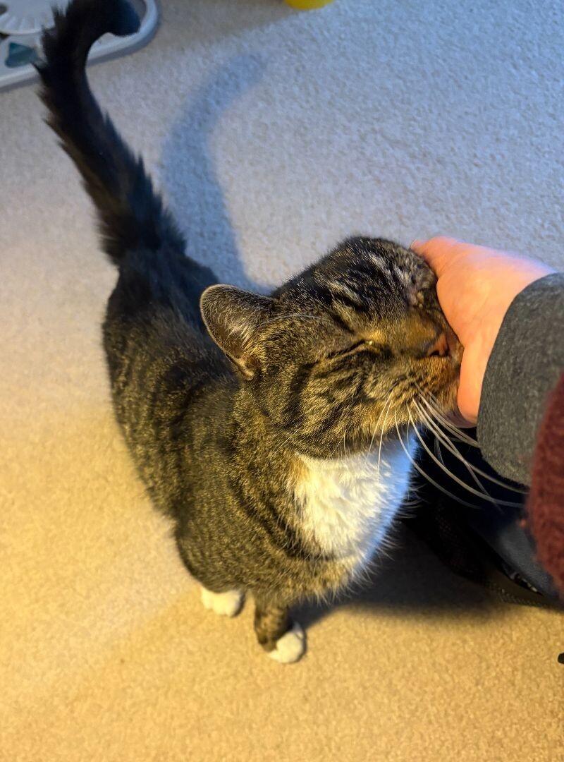Mittens