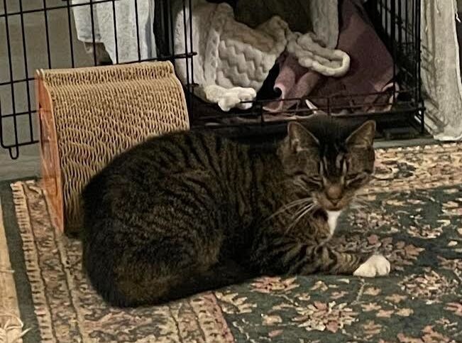 Mittens