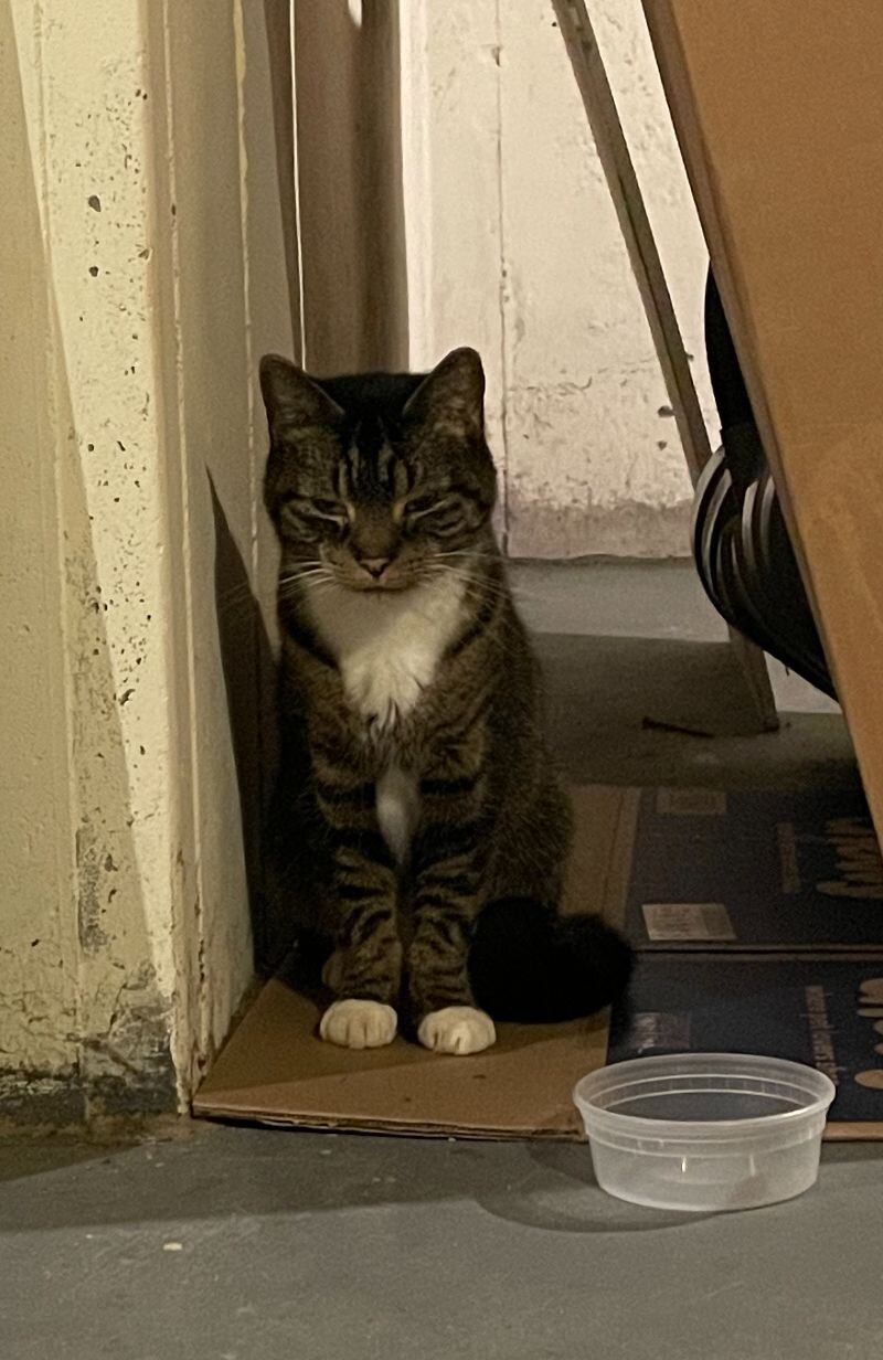 Mittens