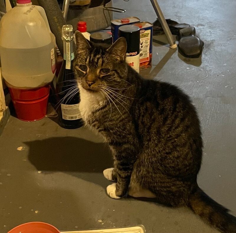 Mittens