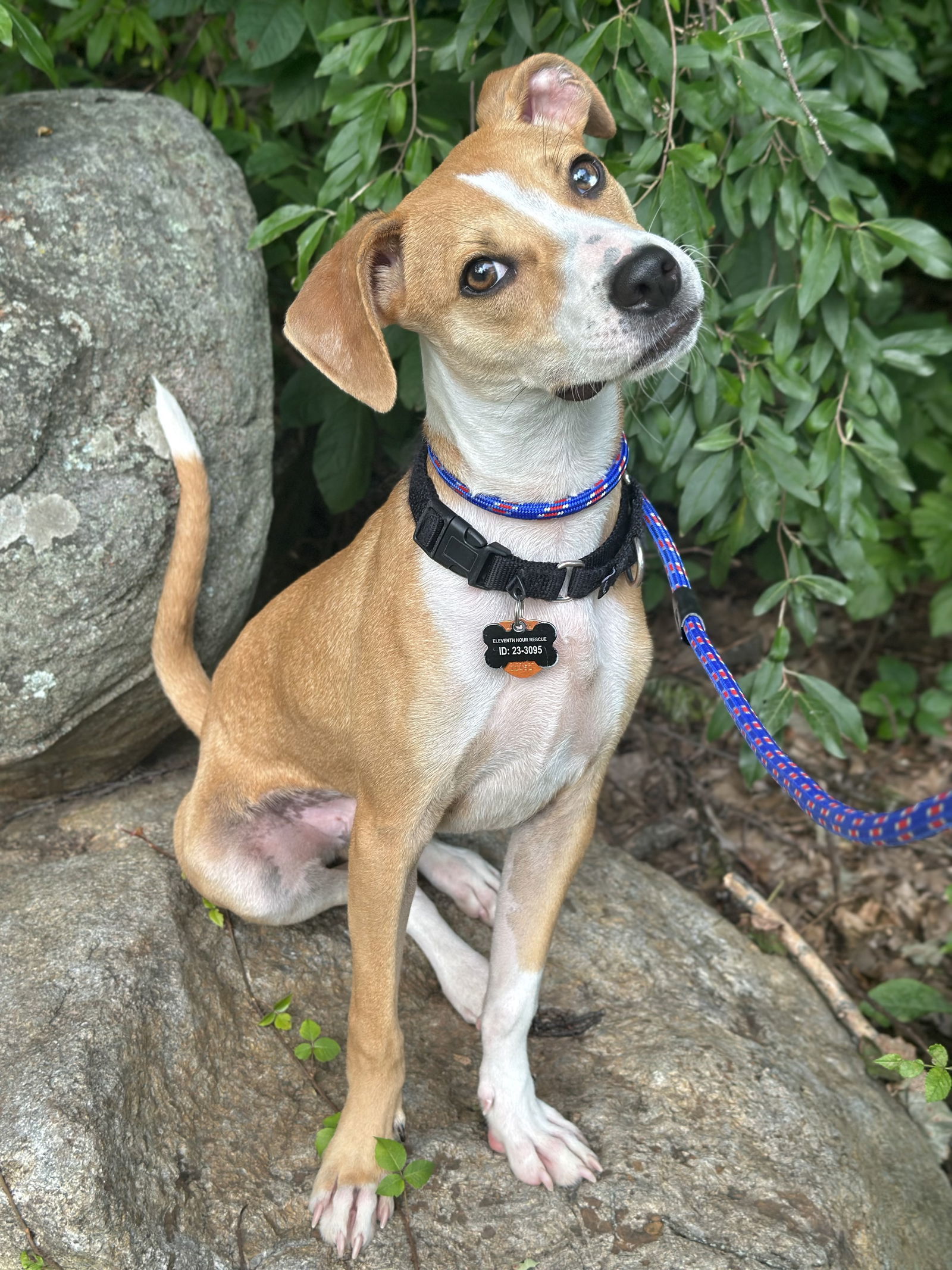 Caddo Lonestar, an adoptable Whippet, Greyhound in Rockaway, NJ, 07866 | Photo Image 2