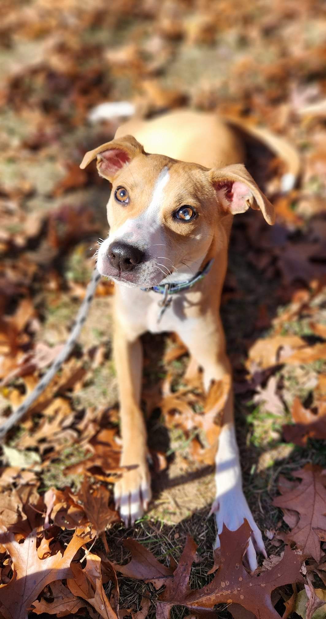 Caddo Lonestar, an adoptable Whippet, Greyhound in Rockaway, NJ, 07866 | Photo Image 3