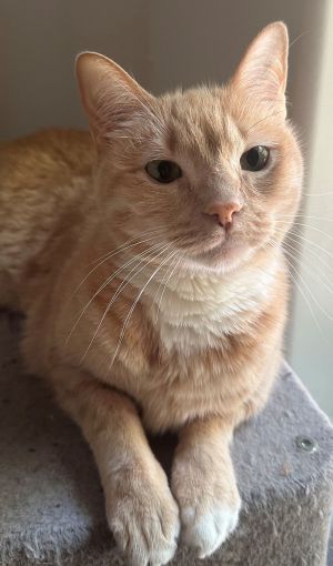 Blondie Tabby Cat