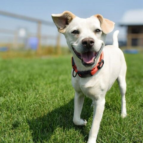 Luke, an adoptable Labrador Retriever, Chihuahua in Driggs, ID, 83422 | Photo Image 1