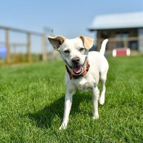 Luke, an adoptable Labrador Retriever, Chihuahua in Driggs, ID, 83422 | Photo Image 2