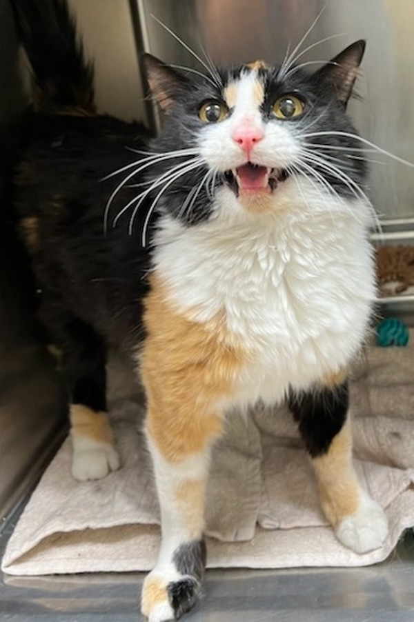 Savannah, an adoptable Domestic Short Hair in Great Falls, MT, 59405 | Photo Image 1