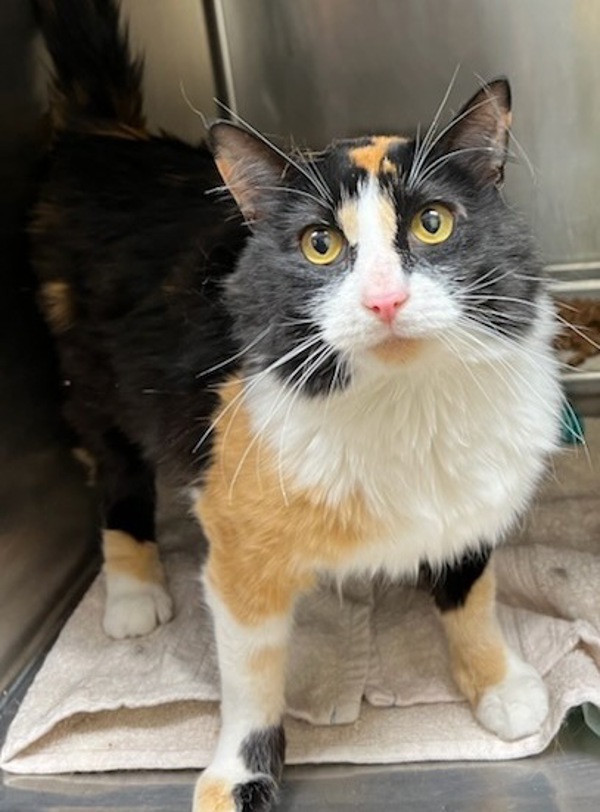 Savannah, an adoptable Domestic Short Hair in Great Falls, MT, 59405 | Photo Image 2