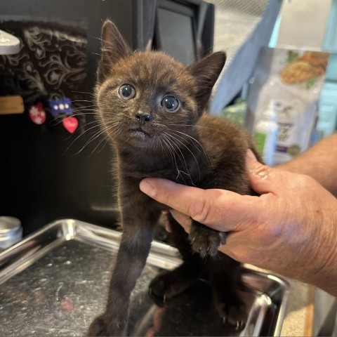 Nelly Korda, an adoptable Domestic Short Hair in Priest River, ID, 83856 | Photo Image 1