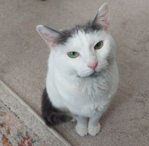 Cupcake, Adult Female unknown