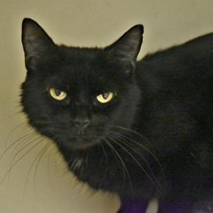 Spooky, Adult Female unknown