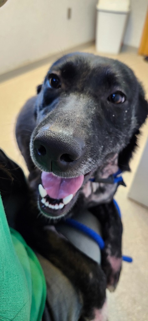 Booberry, an adoptable Border Collie, Husky in Virginia, MN, 55792 | Photo Image 1