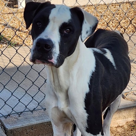 ALICE, an adoptable Pit Bull Terrier in Enid, OK, 73703 | Photo Image 2