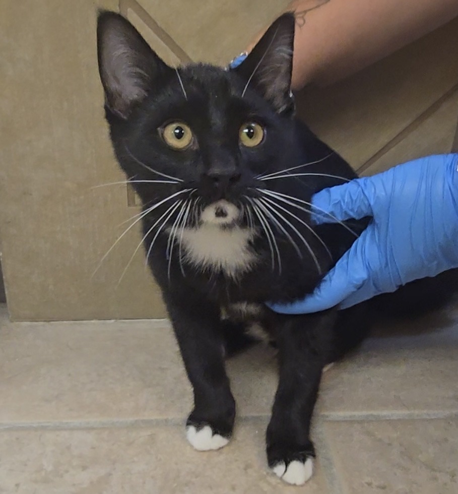 Sparrow, an adoptable Domestic Short Hair in Midland, TX, 79707 | Photo Image 1