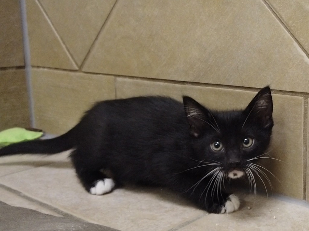 Sparrow, an adoptable Domestic Short Hair in Midland, TX, 79707 | Photo Image 2