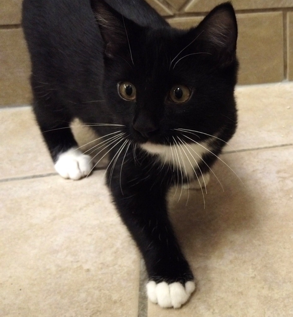 Goose, an adoptable Domestic Short Hair in Midland, TX, 79707 | Photo Image 3