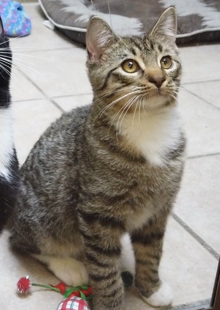 Hawk, an adoptable Domestic Short Hair in Midland, TX, 79707 | Photo Image 1