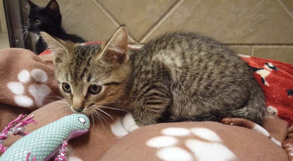 Hawk, an adoptable Domestic Short Hair in Midland, TX, 79707 | Photo Image 2