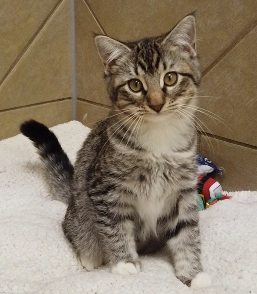 Poppy, an adoptable Domestic Short Hair in Midland, TX, 79707 | Photo Image 1