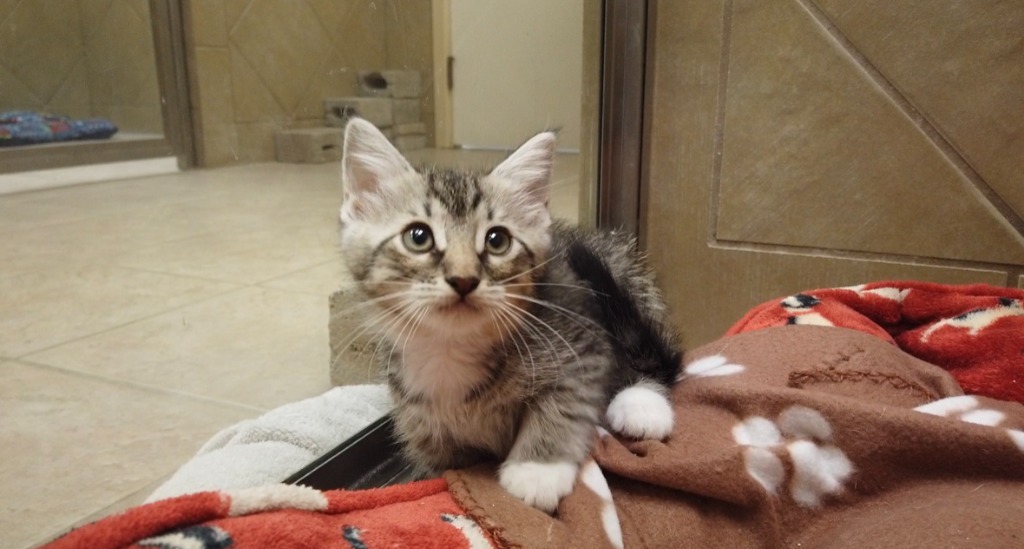 Poppy, an adoptable Domestic Short Hair in Midland, TX, 79707 | Photo Image 2