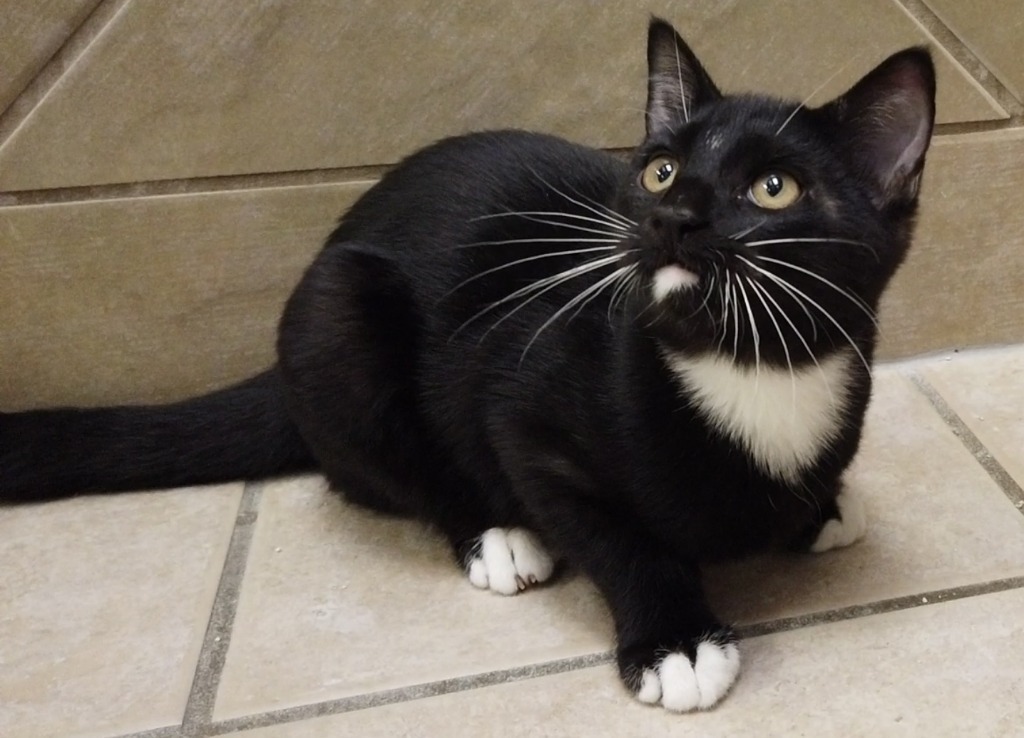 Falcon, an adoptable Domestic Short Hair in Midland, TX, 79707 | Photo Image 1