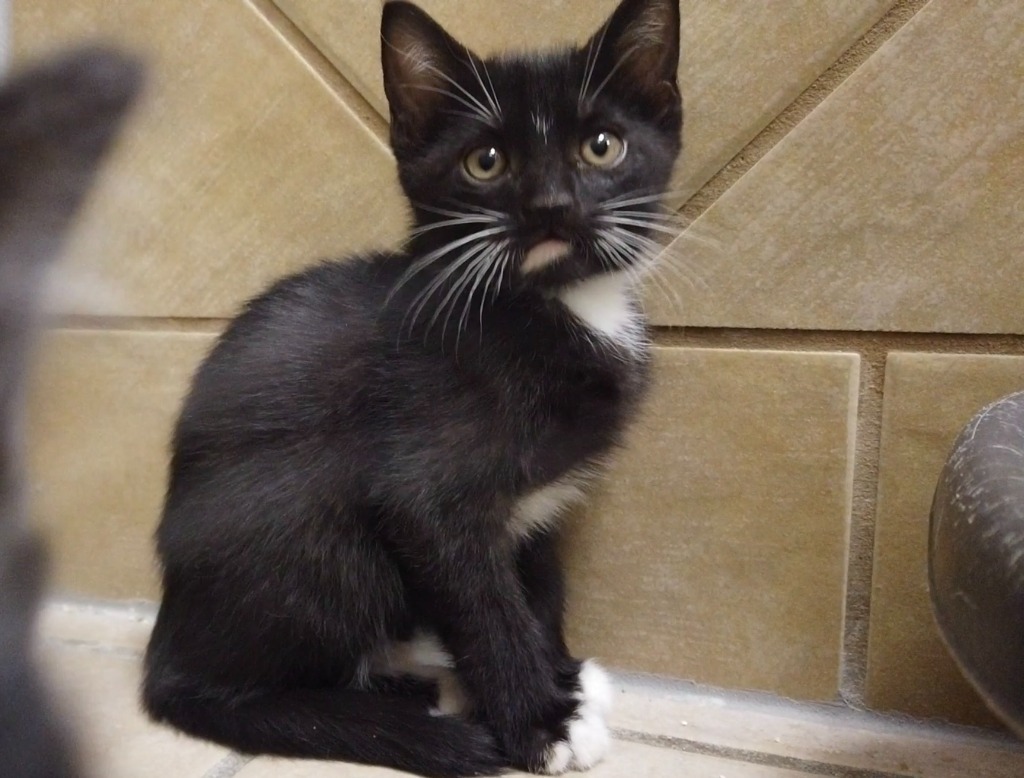 Falcon, an adoptable Domestic Short Hair in Midland, TX, 79707 | Photo Image 2