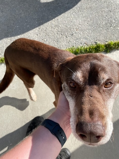 Outlaw, an adoptable Alaskan Malamute, German Shorthaired Pointer in Kenai, AK, 99611 | Photo Image 1