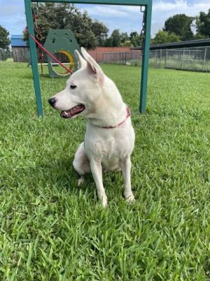 Trever Mixed Breed Dog