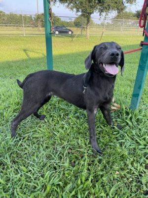 Josie Weimaraner Dog