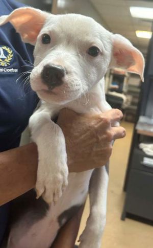 Blue Eyes Mixed Breed Dog