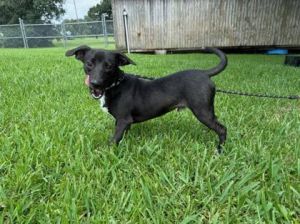 Buddha Mixed Breed Dog