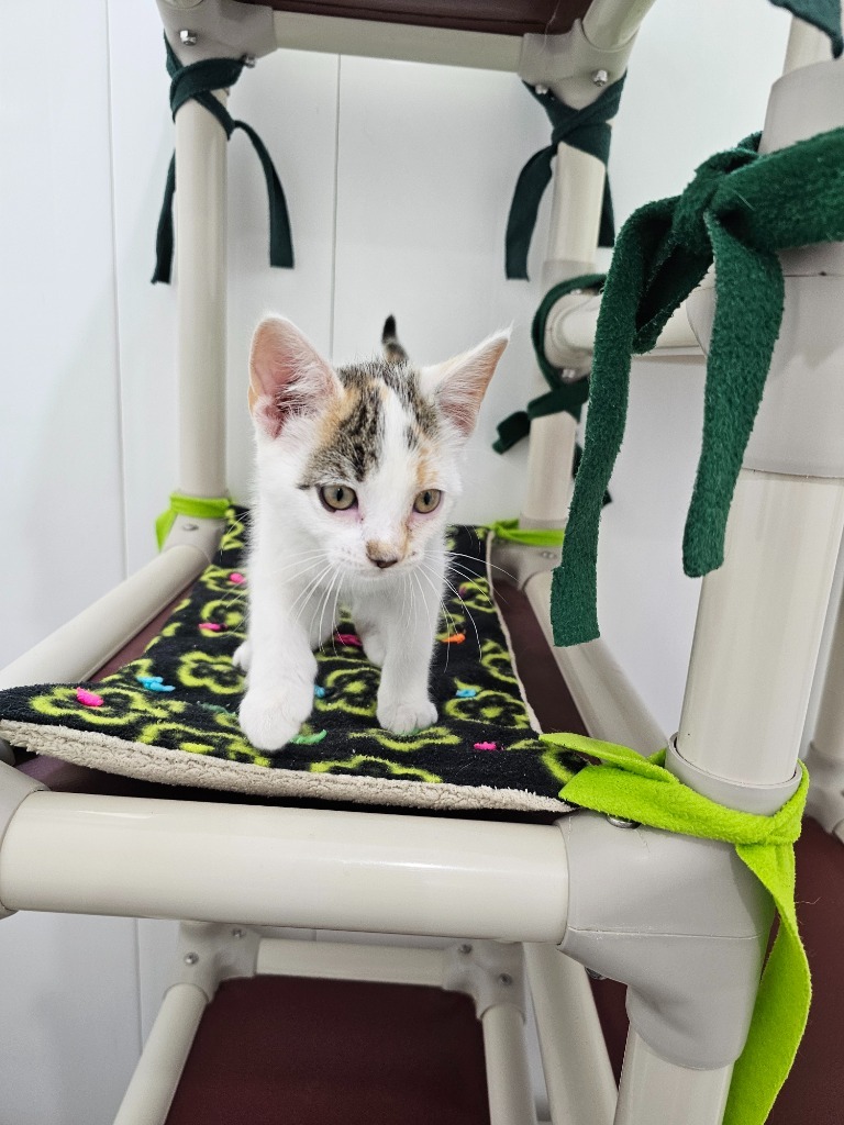 America, an adoptable Domestic Short Hair in Redwood Falls, MN, 56283 | Photo Image 1