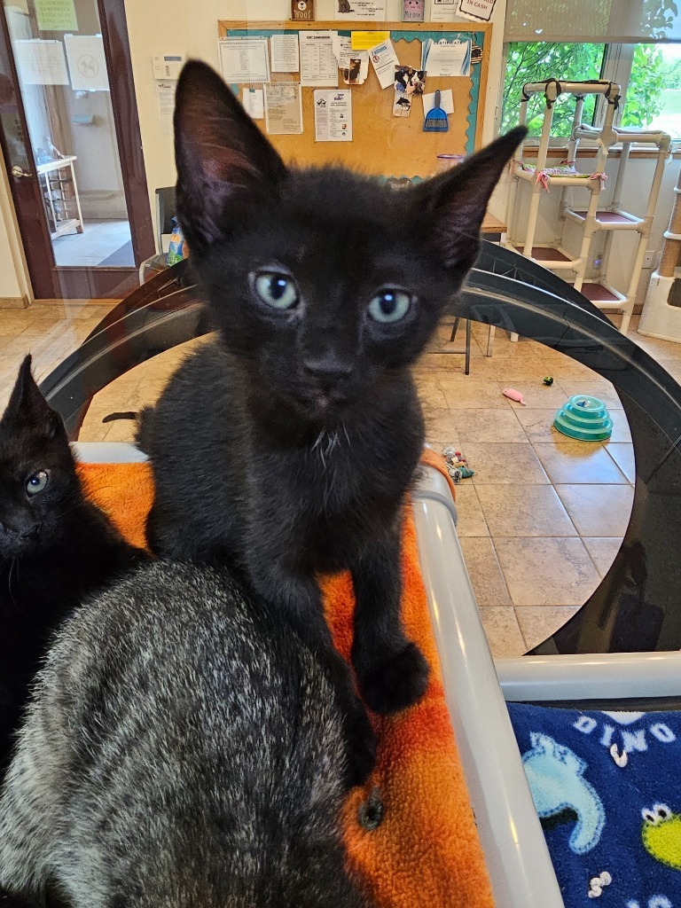 Doodle, an adoptable Domestic Short Hair in Redwood Falls, MN, 56283 | Photo Image 1