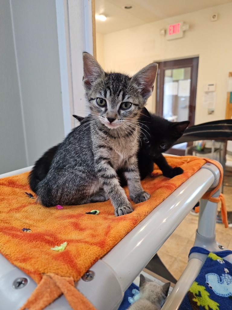 Dawn, an adoptable Domestic Short Hair in Redwood Falls, MN, 56283 | Photo Image 1