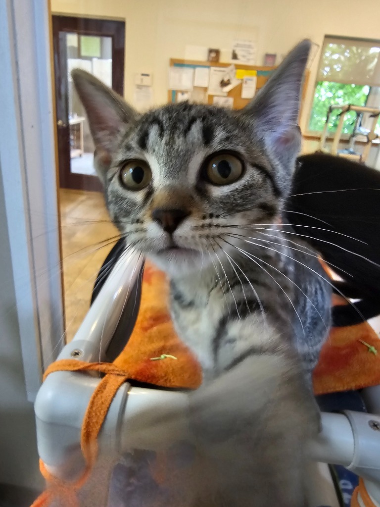 Dawn, an adoptable Domestic Short Hair in Redwood Falls, MN, 56283 | Photo Image 2