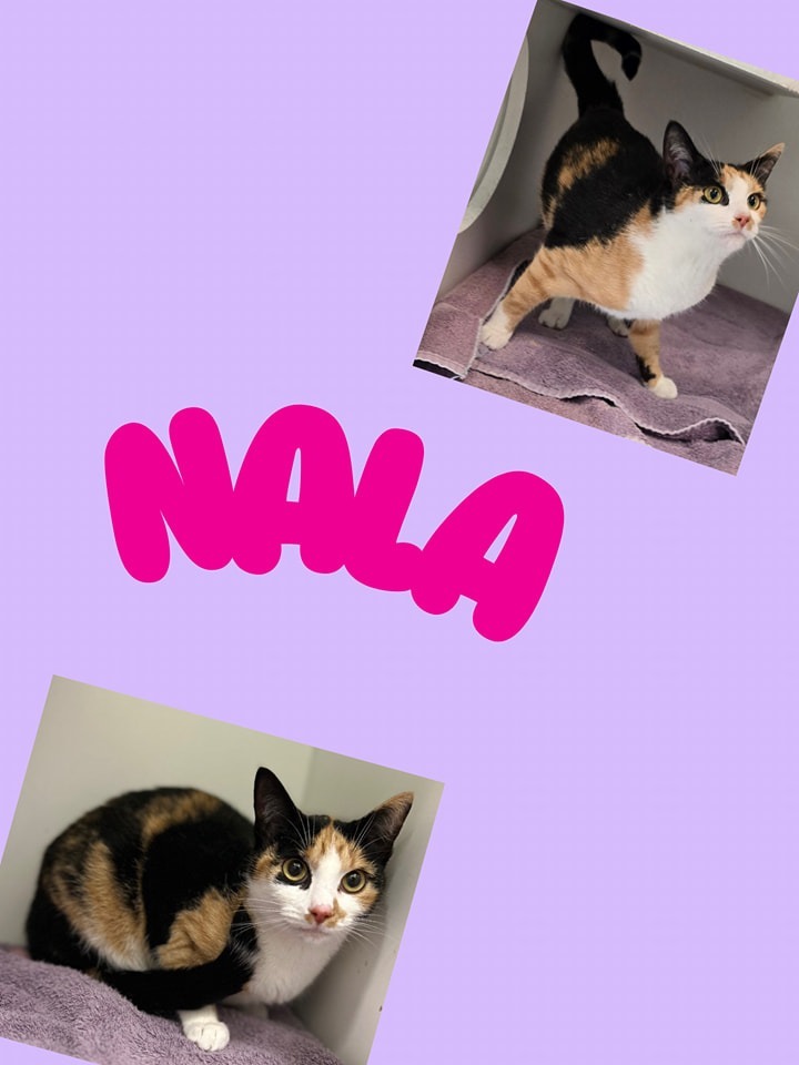 Nala 4