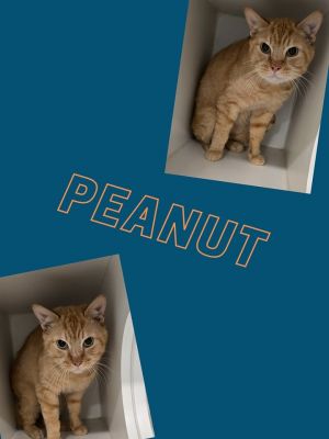 Peanut