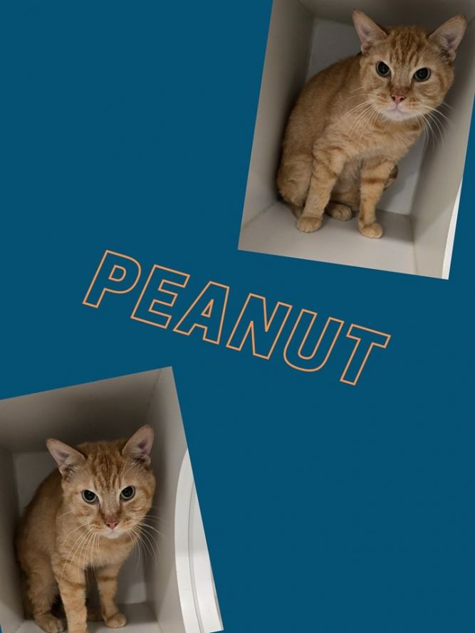 Peanut