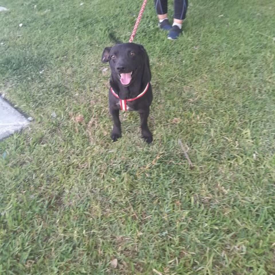 Valente